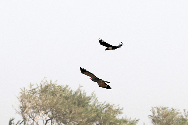 African Harrier Hawk and Pied Crow